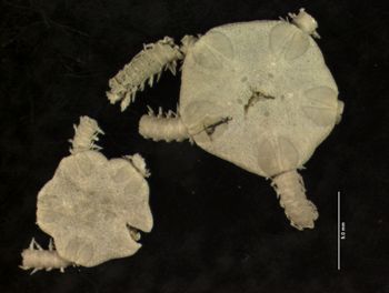 Media type: image; Invertebrate Zoology OPH-1466   Description: Dorsal specimen view;